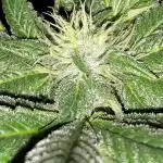 34 street seeds PINK KUSH