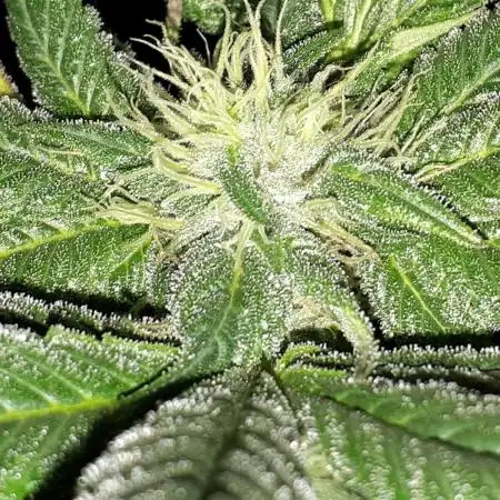 34 street seeds PINK KUSH