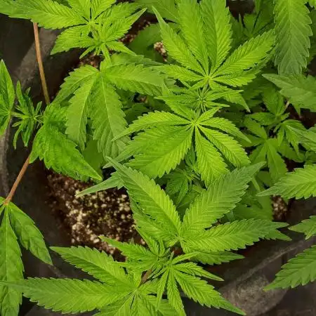 IGM SEEDS. GRAPE OCTANE