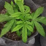 IGM SEEDS. GRAPE OCTANE
