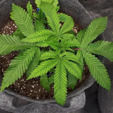 IGM SEEDS. GRAPE OCTANE