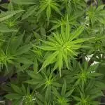 Seedsman seeds peyote wifi CBD