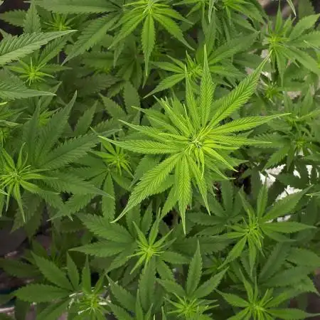 Seedsman seeds peyote wifi CBD