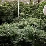 8X8 MANSION (22 PLANT GROW)