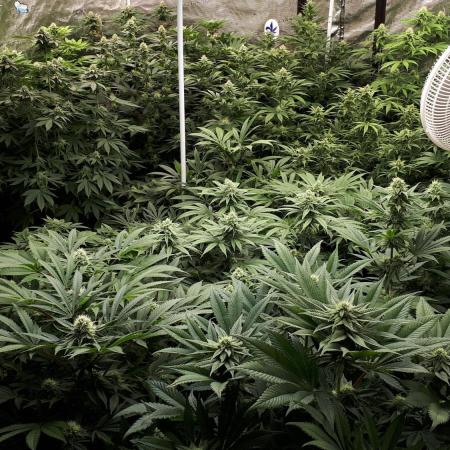 8X8 MANSION (22 PLANT GROW)