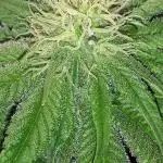 SUPERNATURAL SEEDS GROW