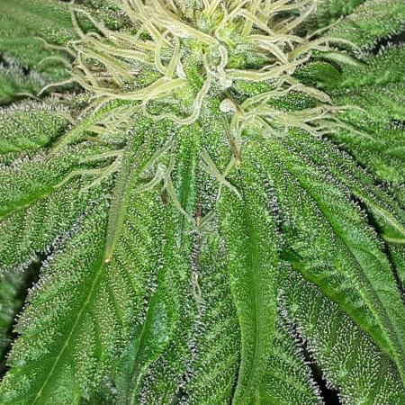 SUPERNATURAL SEEDS GROW
