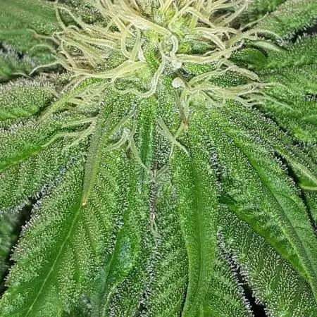SUPERNATURAL SEEDS GROW
