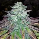 SUPERNATURAL SEEDS GROW