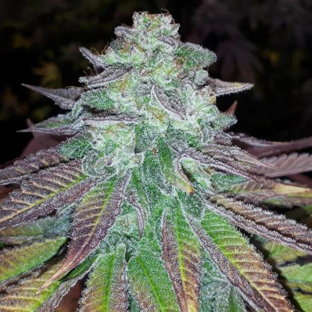 SUPERNATURAL SEEDS GROW