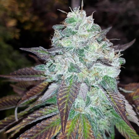 420 FASTBUDS PHOTOPERIODS GROW