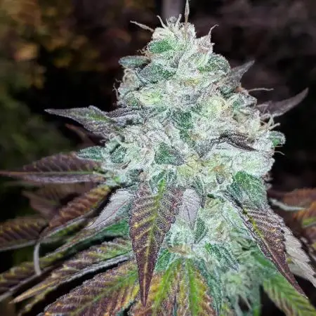 420 FASTBUDS PHOTOPERIODS GROW