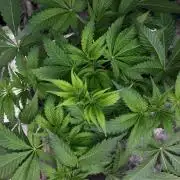 KANNABIA SEEDS = APPLE AND BANANAS