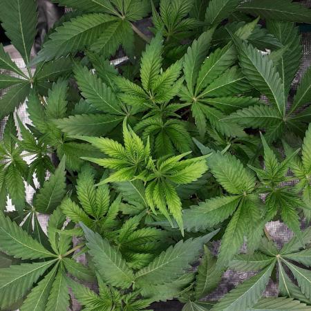 KANNABIA SEEDS = APPLE AND BANANAS