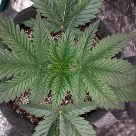 Seedsman seeds peyote wifi CBD