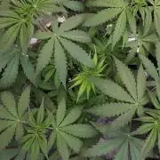 KANNABIA SEEDS = ZOAP ROSE