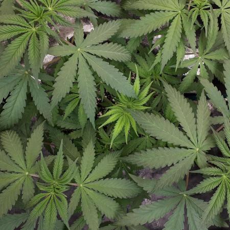 KANNABIA SEEDS = ZOAP ROSE