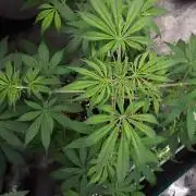MSNL SEEDS = MIMOSA