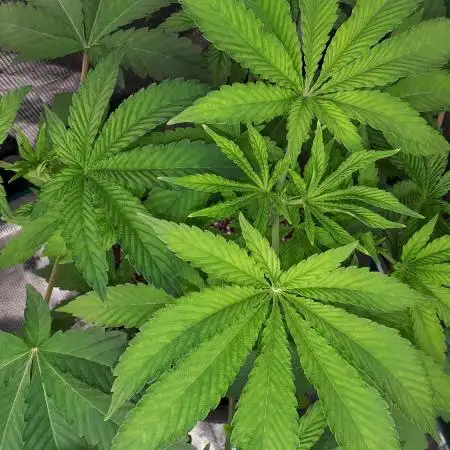 IGM (COLORS BY CULTIVAR)