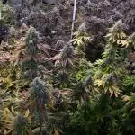 SUPERNATURAL SEEDS GROW