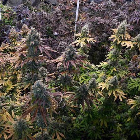 SUPERNATURAL SEEDS GROW