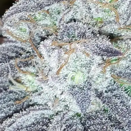 Seedsman seeds peyote wifi CBD