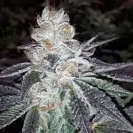 IGM SEEDS GROW