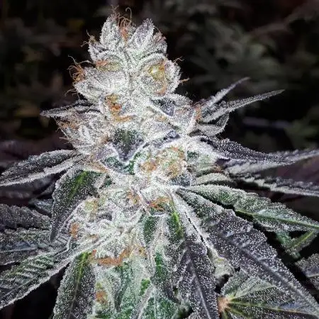 IGM SEEDS GROW