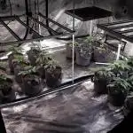 8X8 MANSION (22 PLANT GROW)