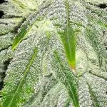 IGM SEEDS GROW