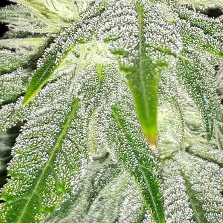 IGM SEEDS GROW