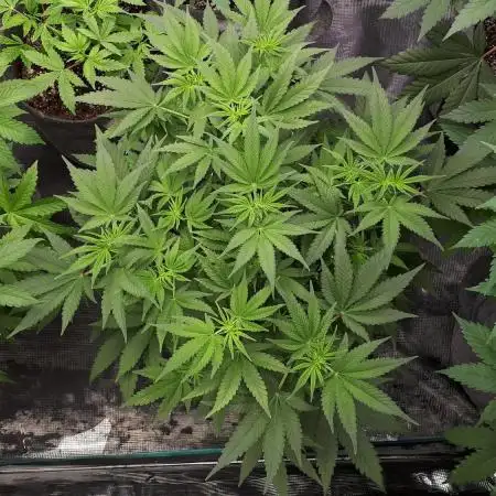 MSNL SEEDS GROW