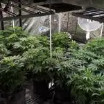 8X8 MANSION (22 PLANT GROW)