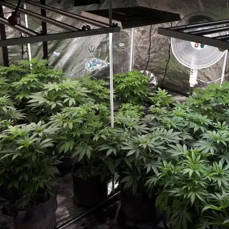 8X8 MANSION (22 PLANT GROW)