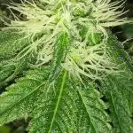 IGM SEEDS GROW