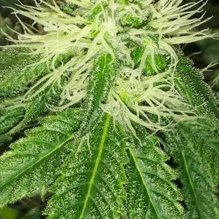 IGM SEEDS GROW