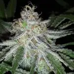 EXOTIC SEEDS MALASANA GELATO