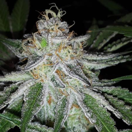 EXOTIC SEEDS MALASANA GELATO