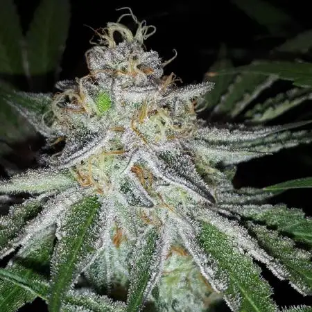 EXOTIC SEEDS MALASANA GELATO