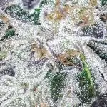 IGM SEEDS GROW