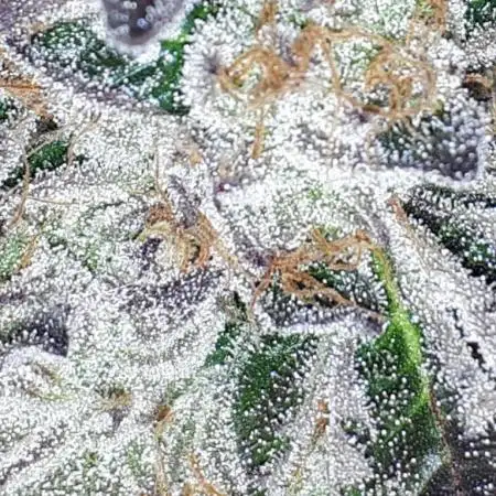 IGM SEEDS GROW