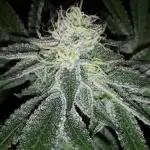 EXOTIC SEEDS MALASANA GELATO