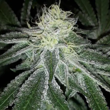 EXOTIC SEEDS MALASANA GELATO
