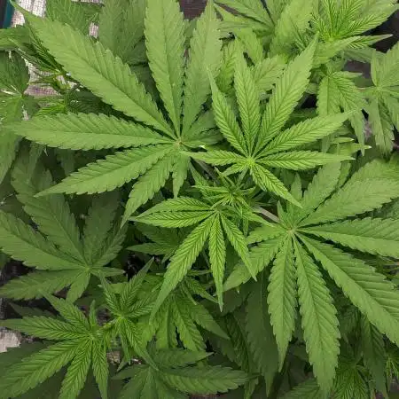 MSNL SEEDS GROW