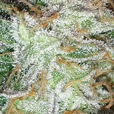 IGM SEEDS. GRAPE OCTANE