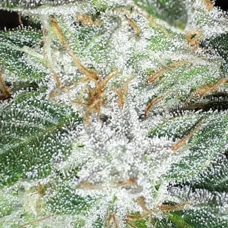 IGM SEEDS. GRAPE OCTANE