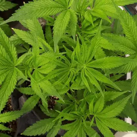 34 street seeds PINK KUSH