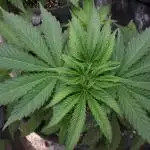 IGM SEEDS GROW