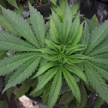 IGM SEEDS GROW