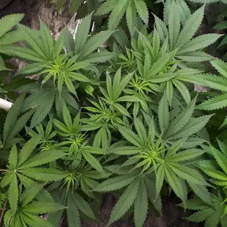 SUPERNATURAL SEEDS GROW